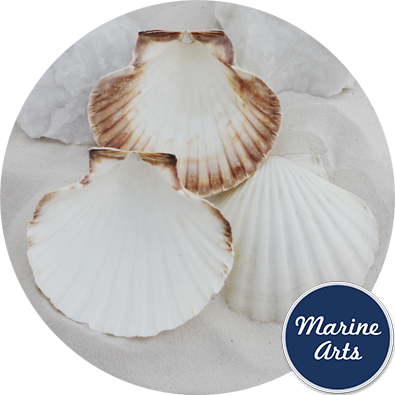 Atlantic Scallop Shells - Large - 100 Shell Catering Pack - Marine Arts 